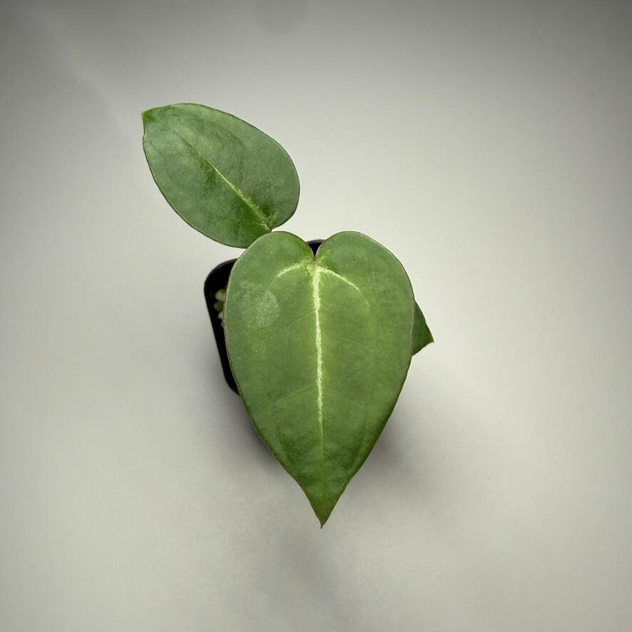 Plant D