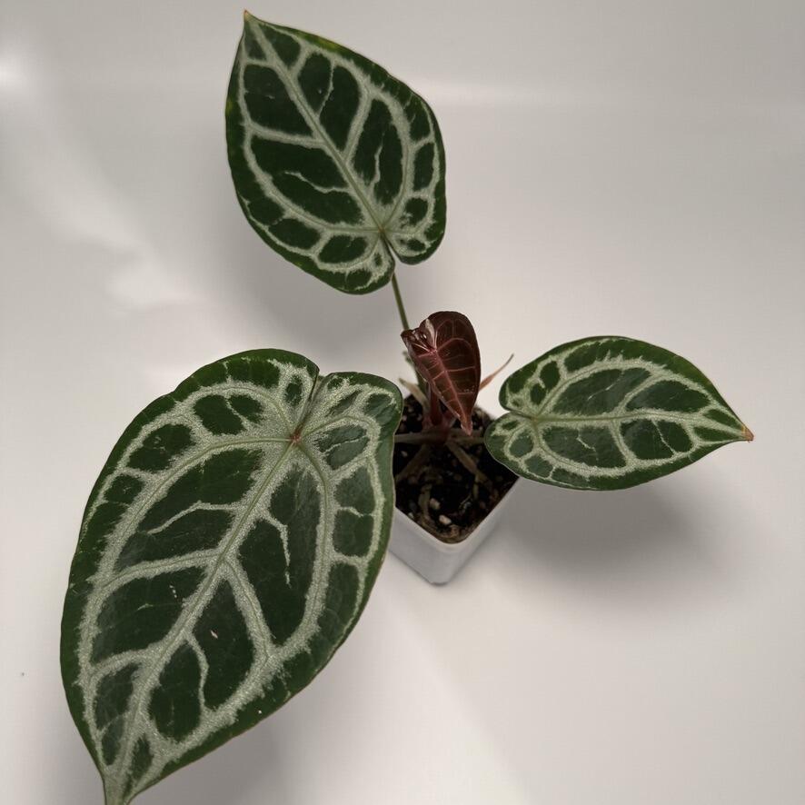 Plant B