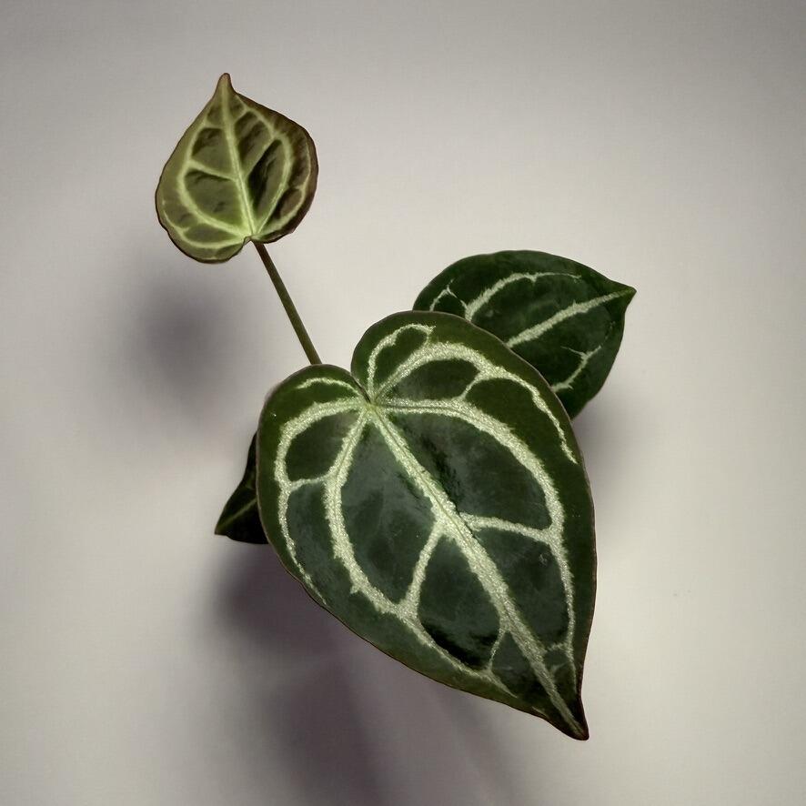 Plant B