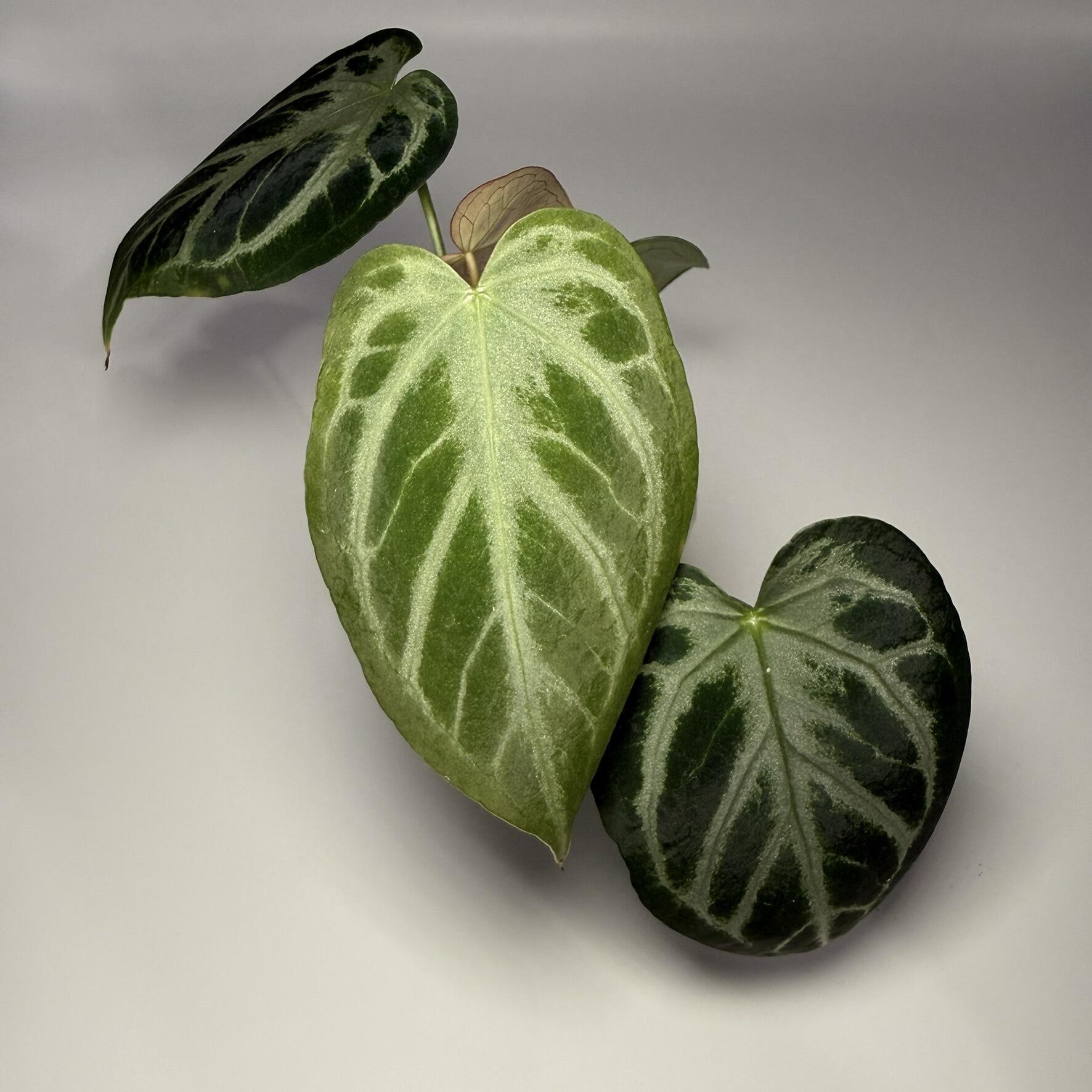 Plant for sale