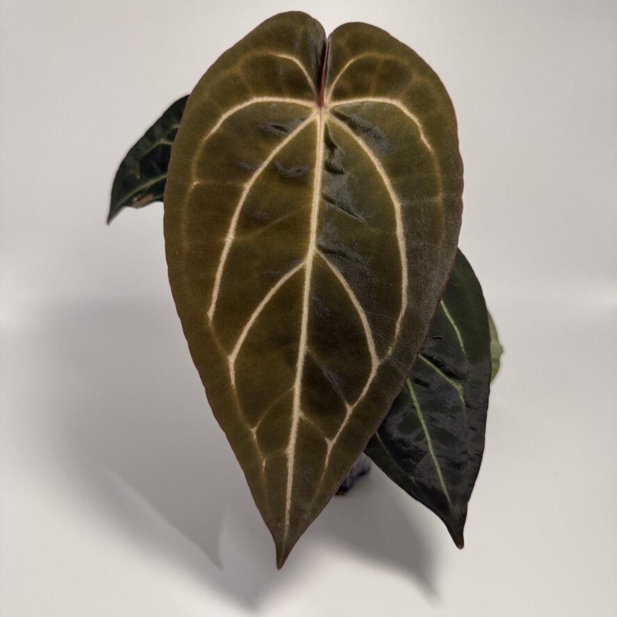 Plant B