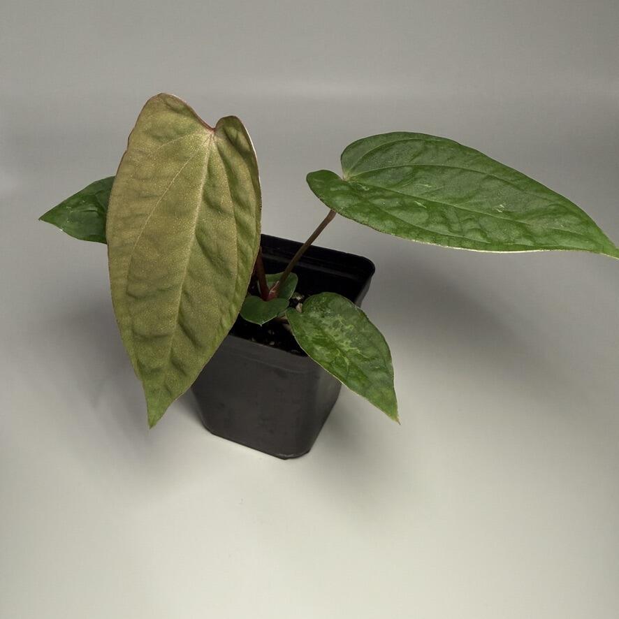 Plant C