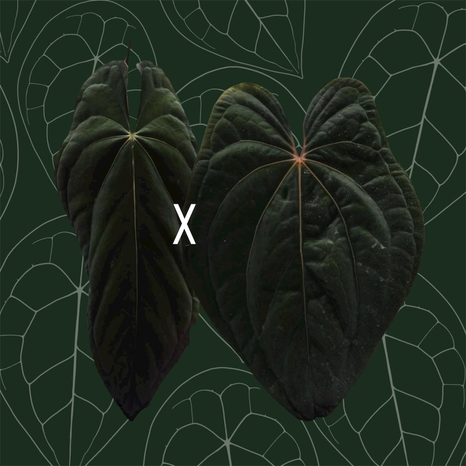 Parent plants