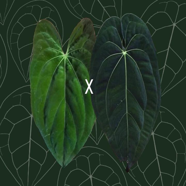 Parent plants