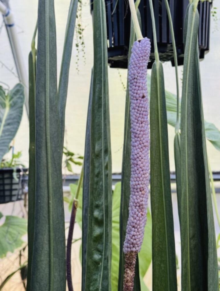 Mother plants