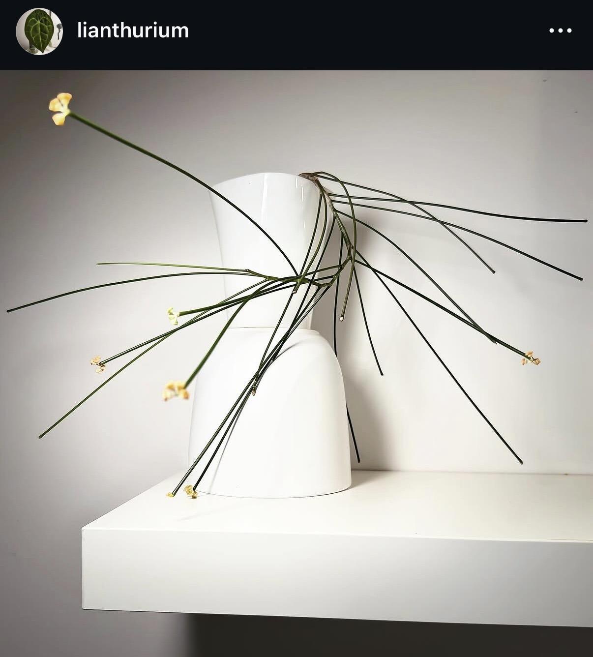 Mother plant