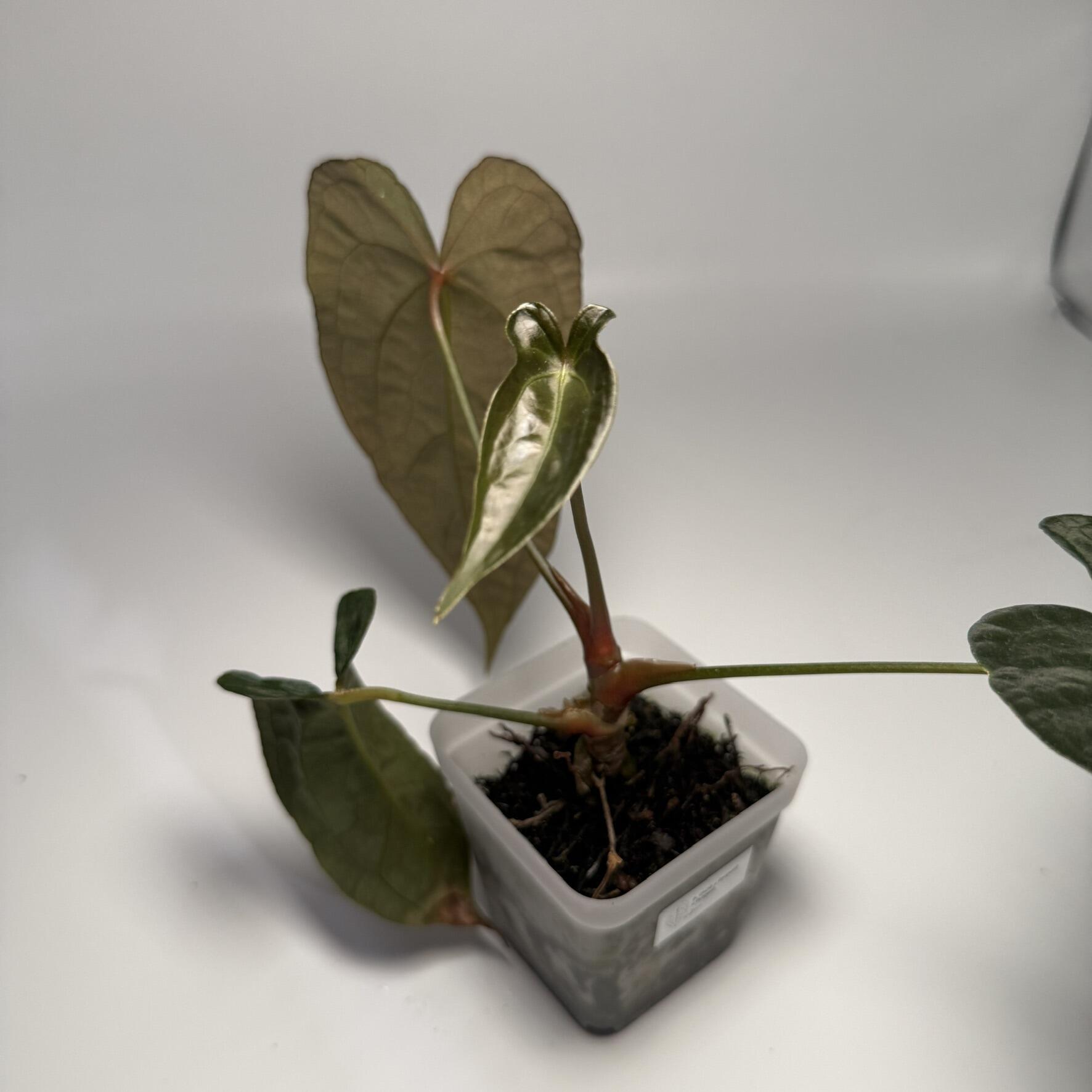 Plant for sale