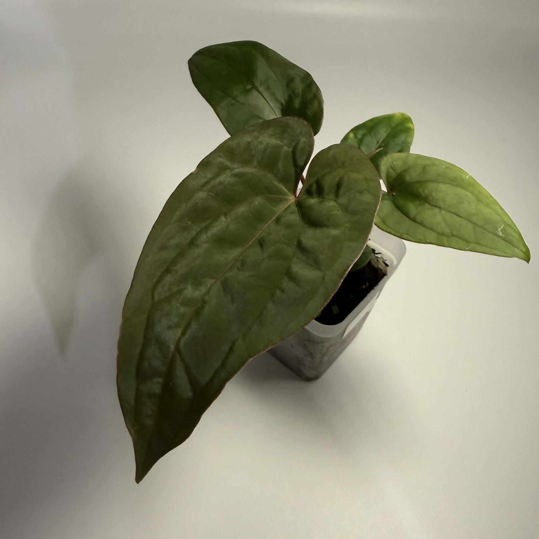 Plant A