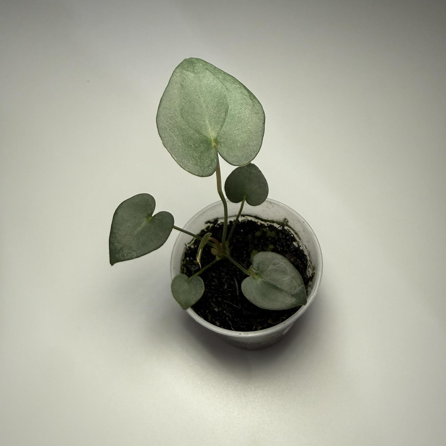 Seedling for sale