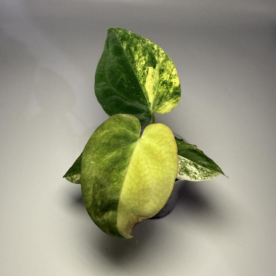 Plant F