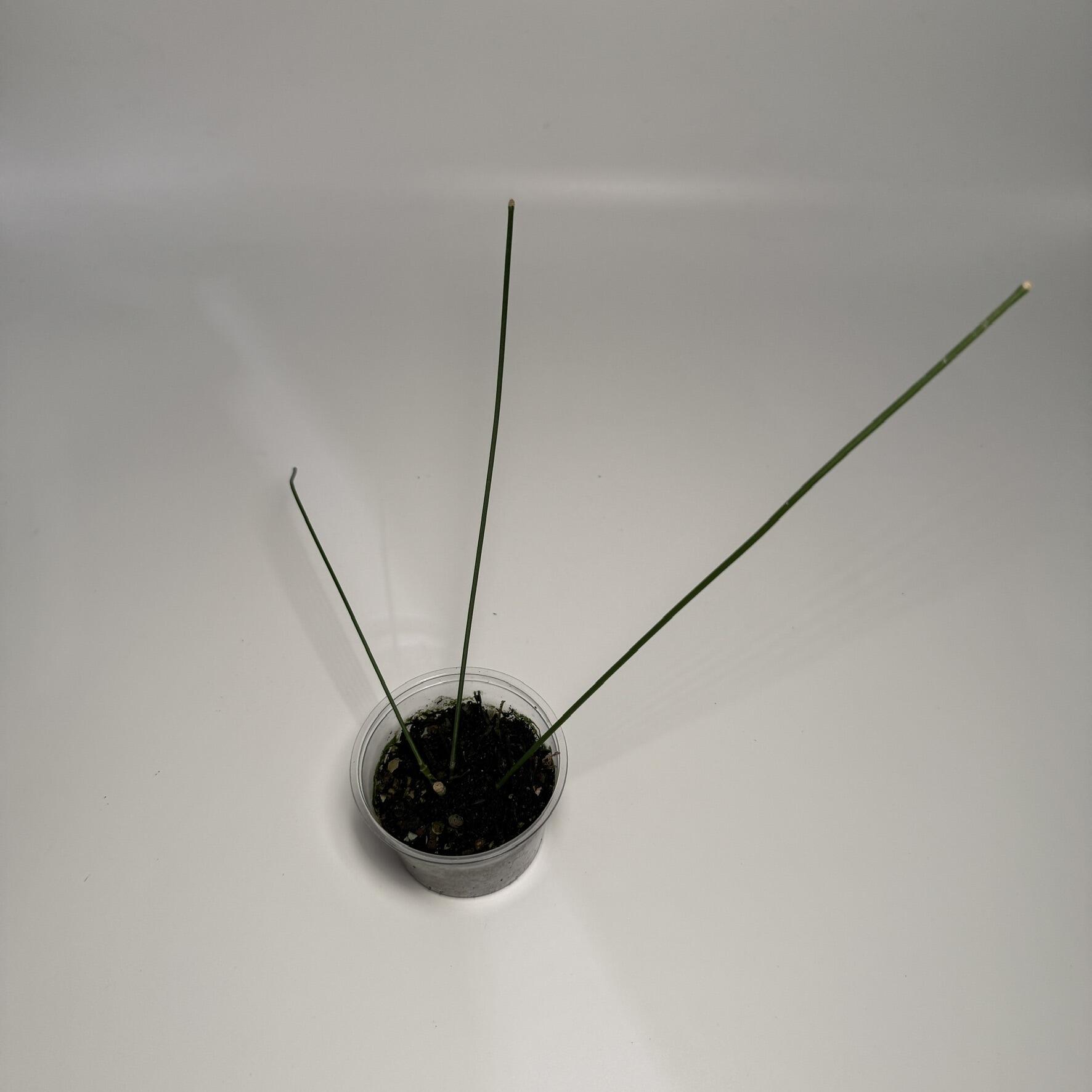 Plant for sale
