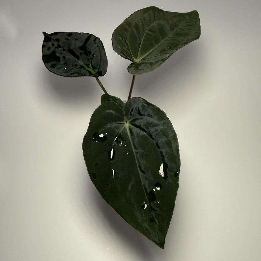 Plant A