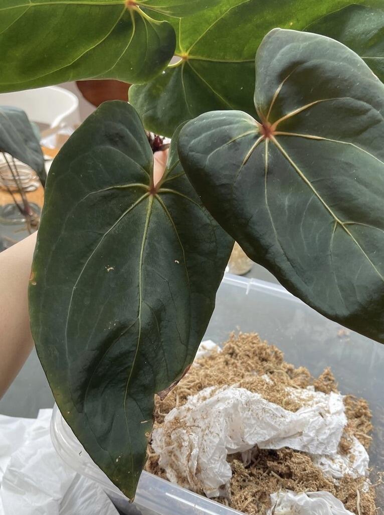 Mother plant