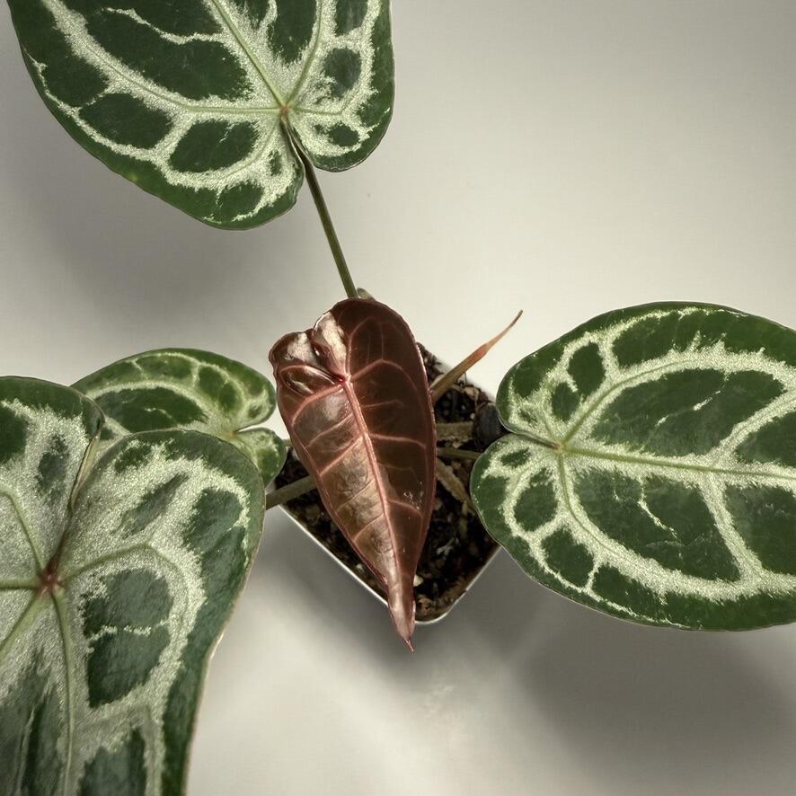 Plant B