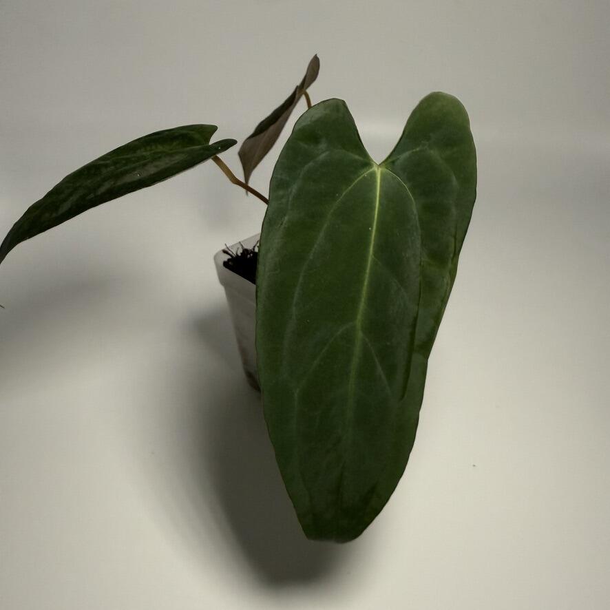 Plant C