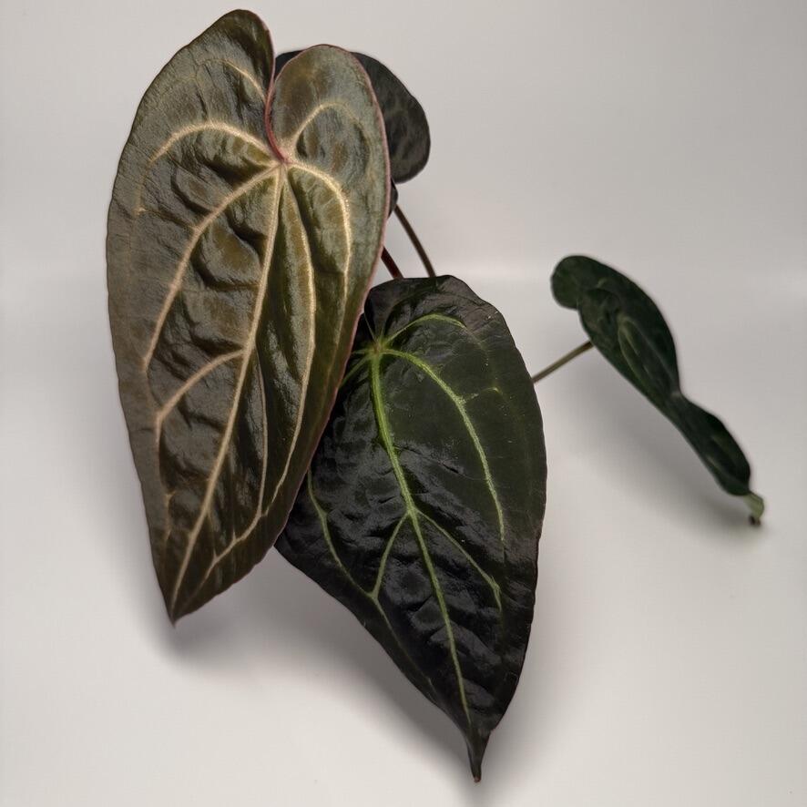Plant B