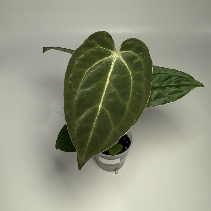 Plant D