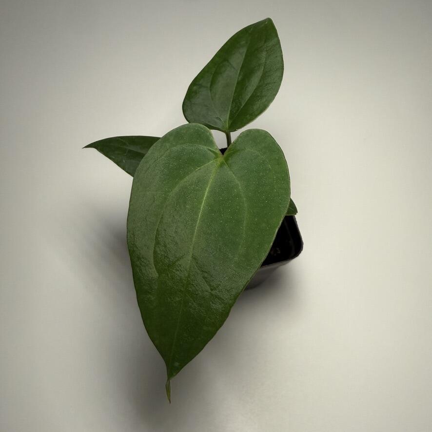 Plant D