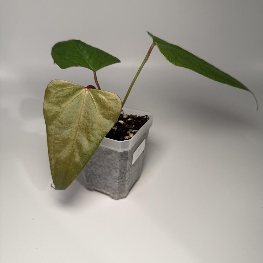 Plant for sale