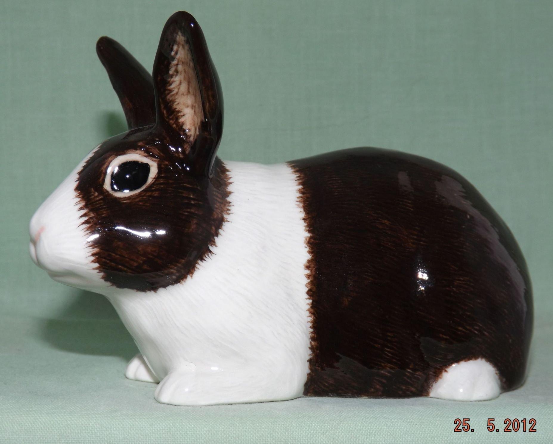 chocolate dutch rabbit