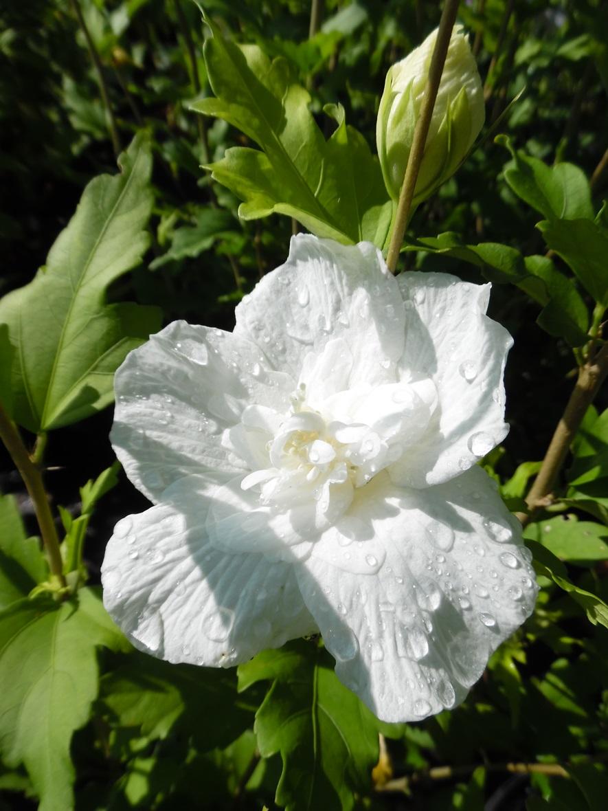 Hibiscus Syriacus 'White Chiffon' - Althéa à Fleurs Doubles Blanches - Arbuste Rustique Pour Jardin Ou Terrasse