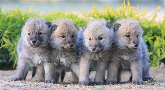 Wolves and your Endocannabinoid System ... what have they got in common?