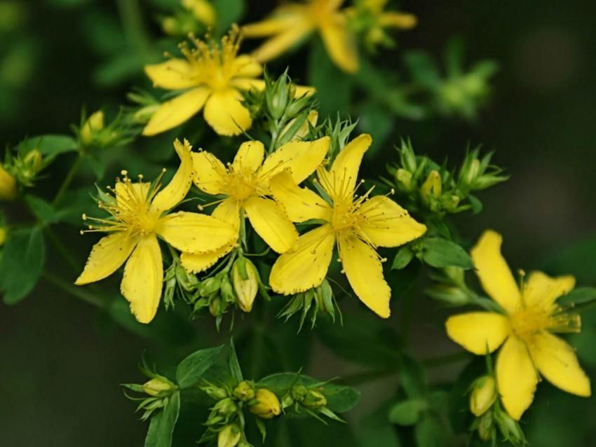 St John's Wort - your questions answered