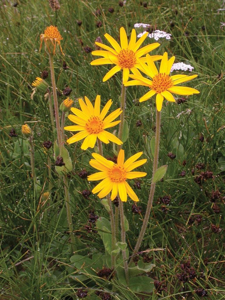 Why was I told to rub daisies on it?