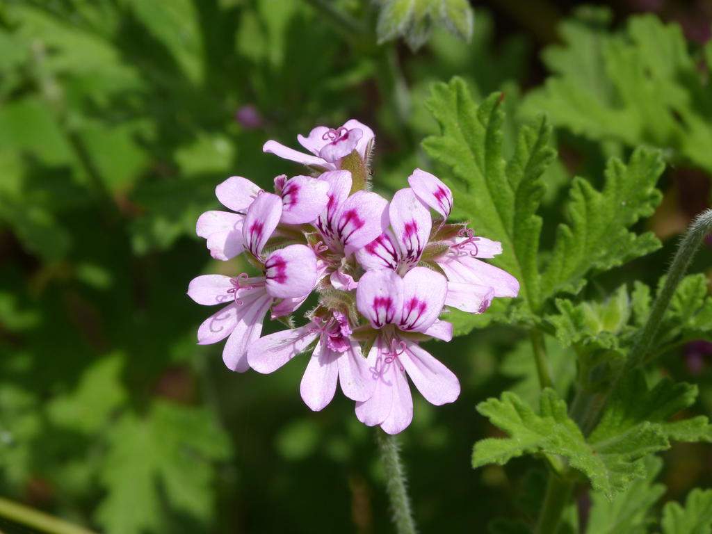 Rose geranium - Your questions answered