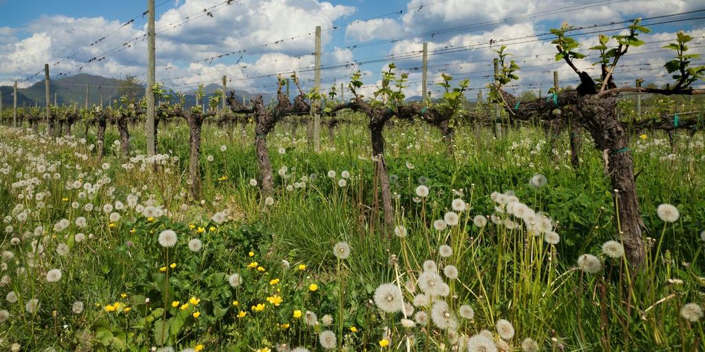 The conscious consumer: Breaking down Organic, Biodynamic and Natural Wines (…and the sulphite issue) – PART 2