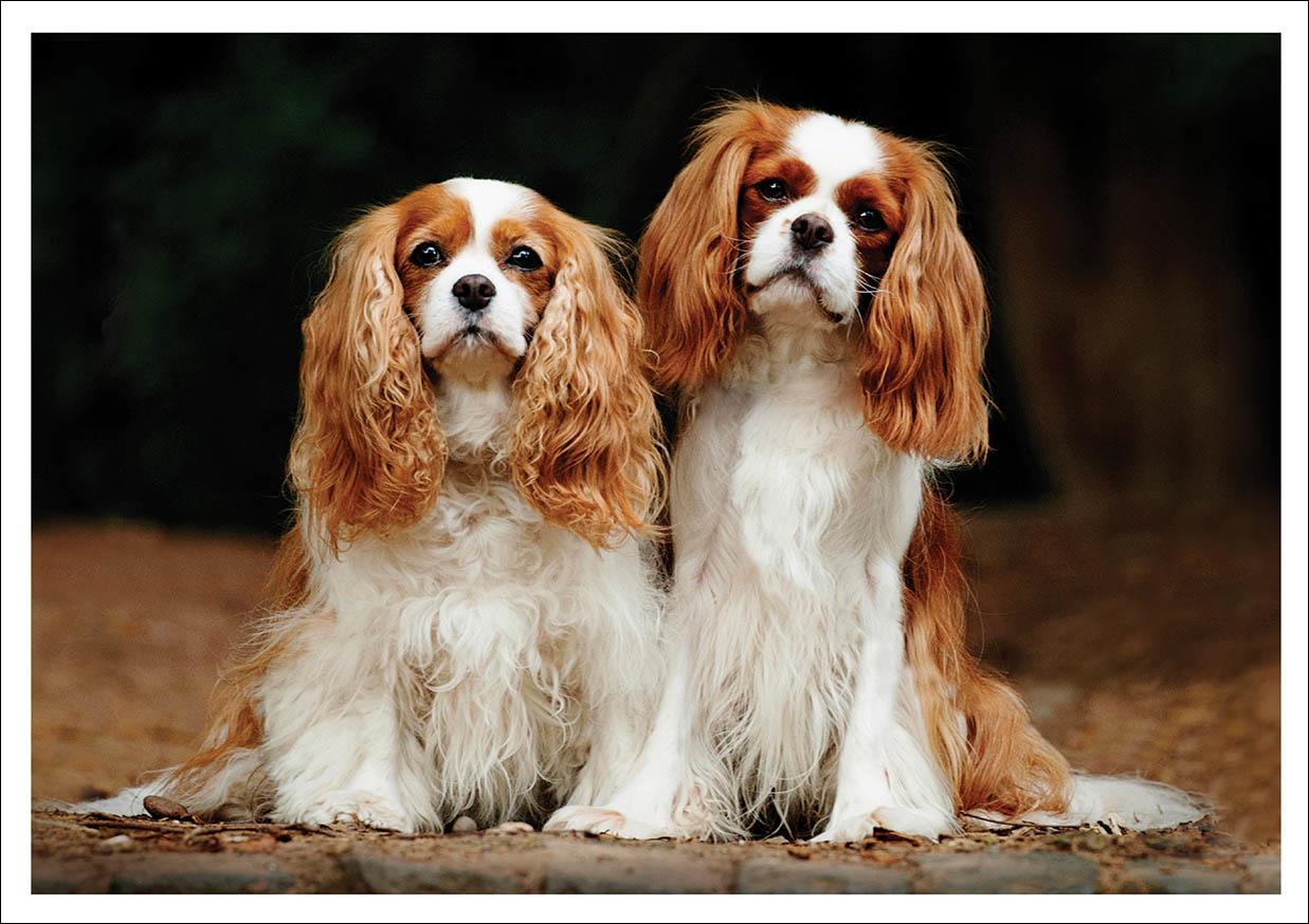 king charles spaniel king charles spaniel