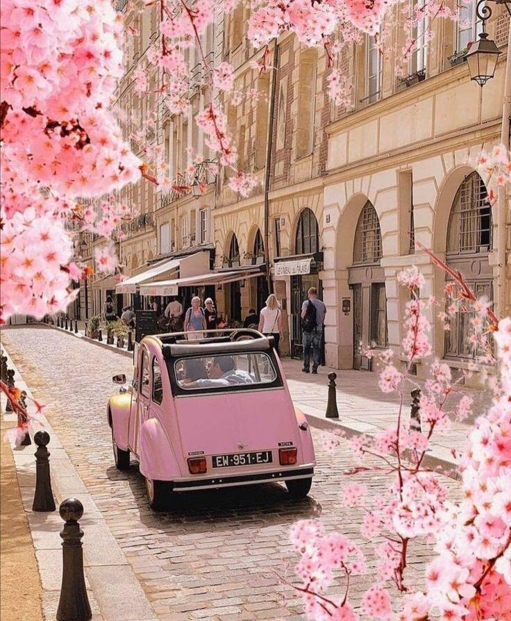 Cherry Blossom in Springtime 🌺