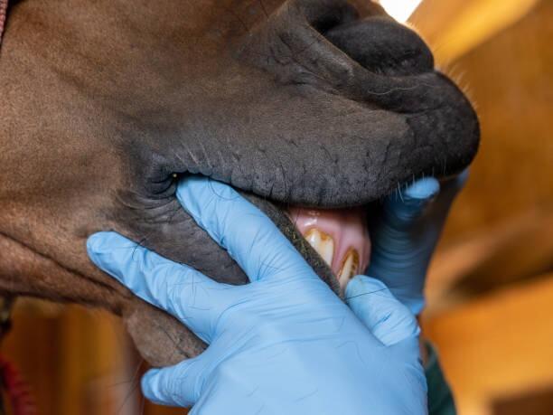 Aqueos - Do you really know what an equine dentist is doing?