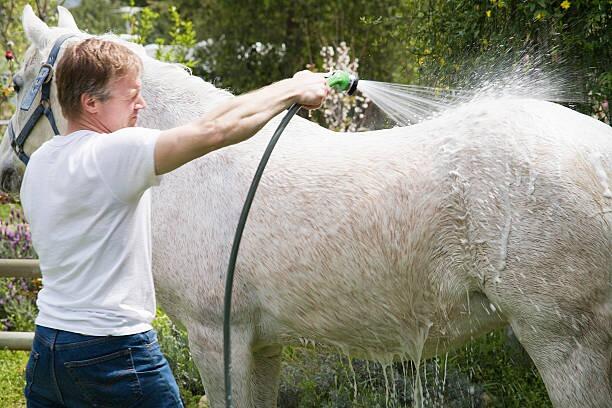 Aqueos How to identify equine skin diseases and conditions in your