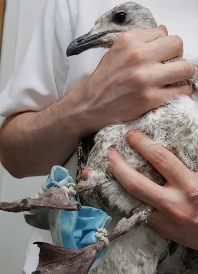 Disposable Masks – Wildlife Killers