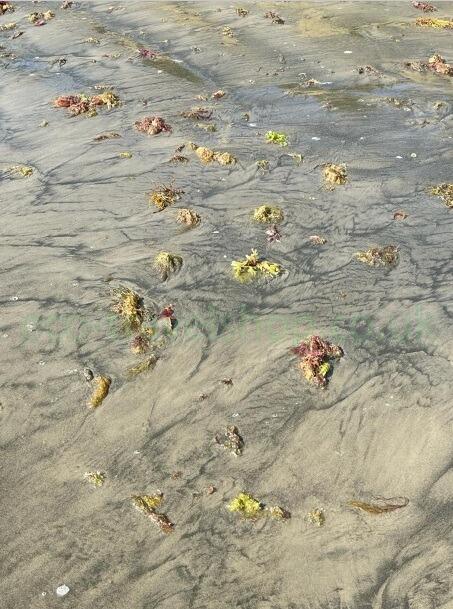 Sand ocean harvest