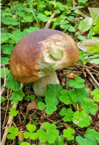 Mushroom