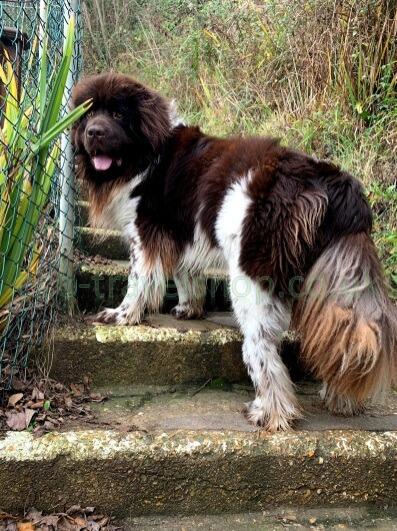 Big dog
