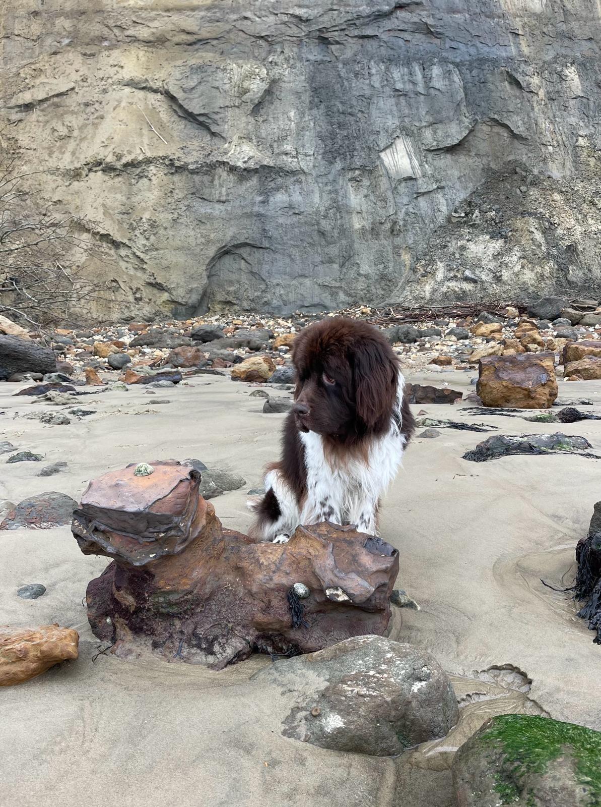 dog on the beach
