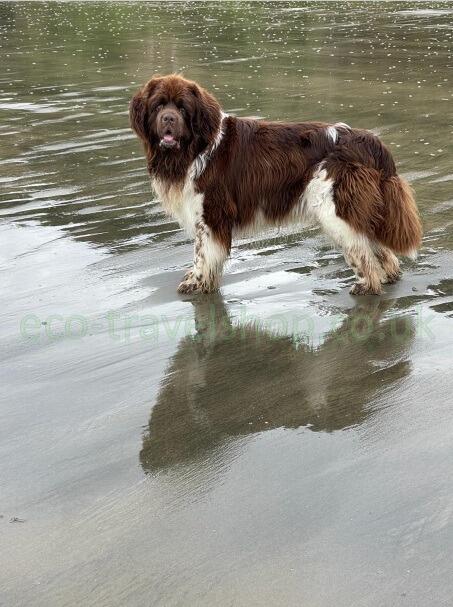 Dog and his shadow