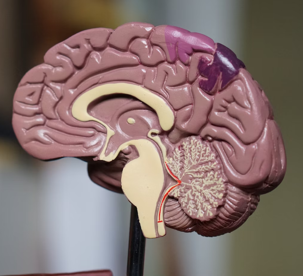 Increased Activity = Reduced Dementia Risk?