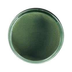 Olive Twist