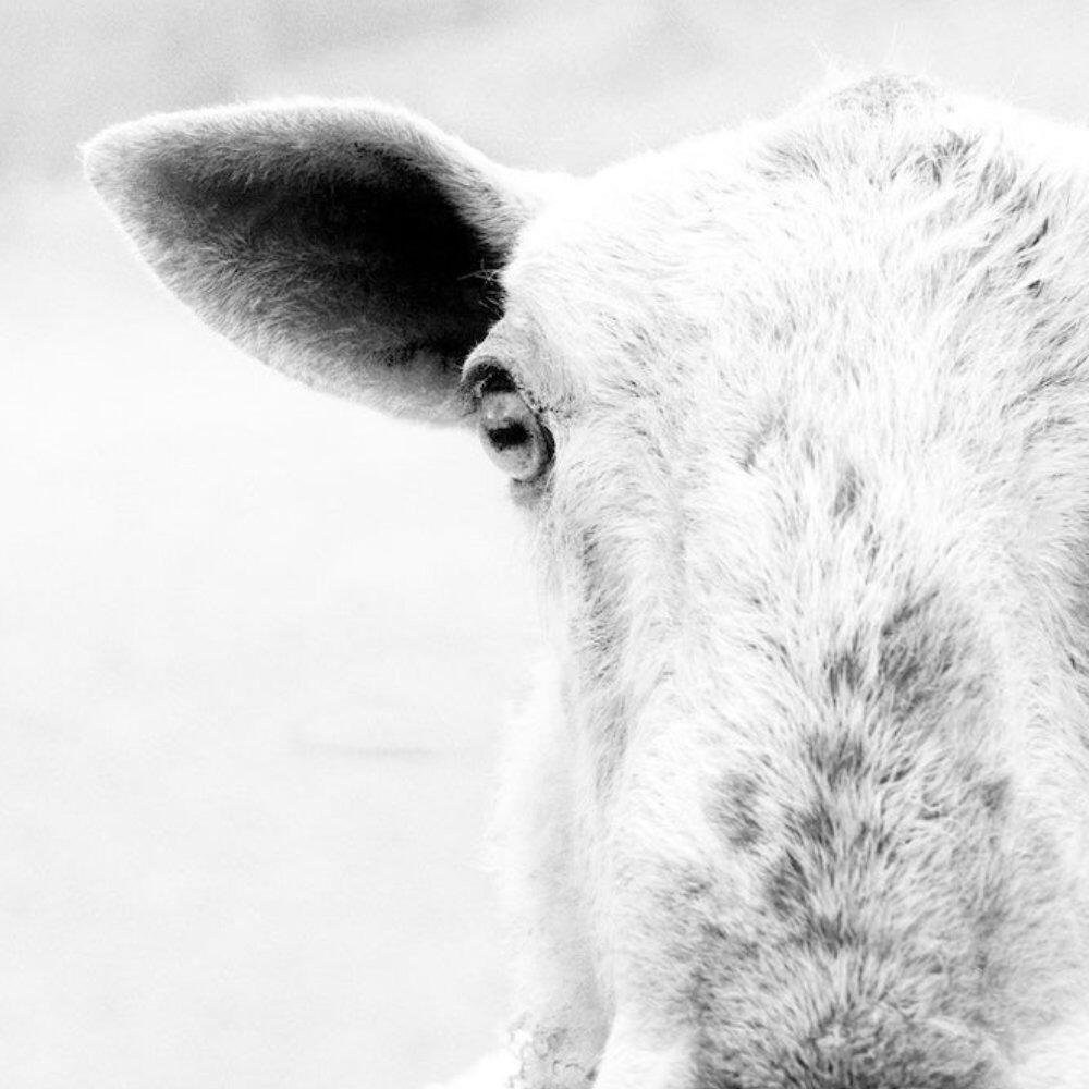 Portrait of a Bluefaced Leicester sheep