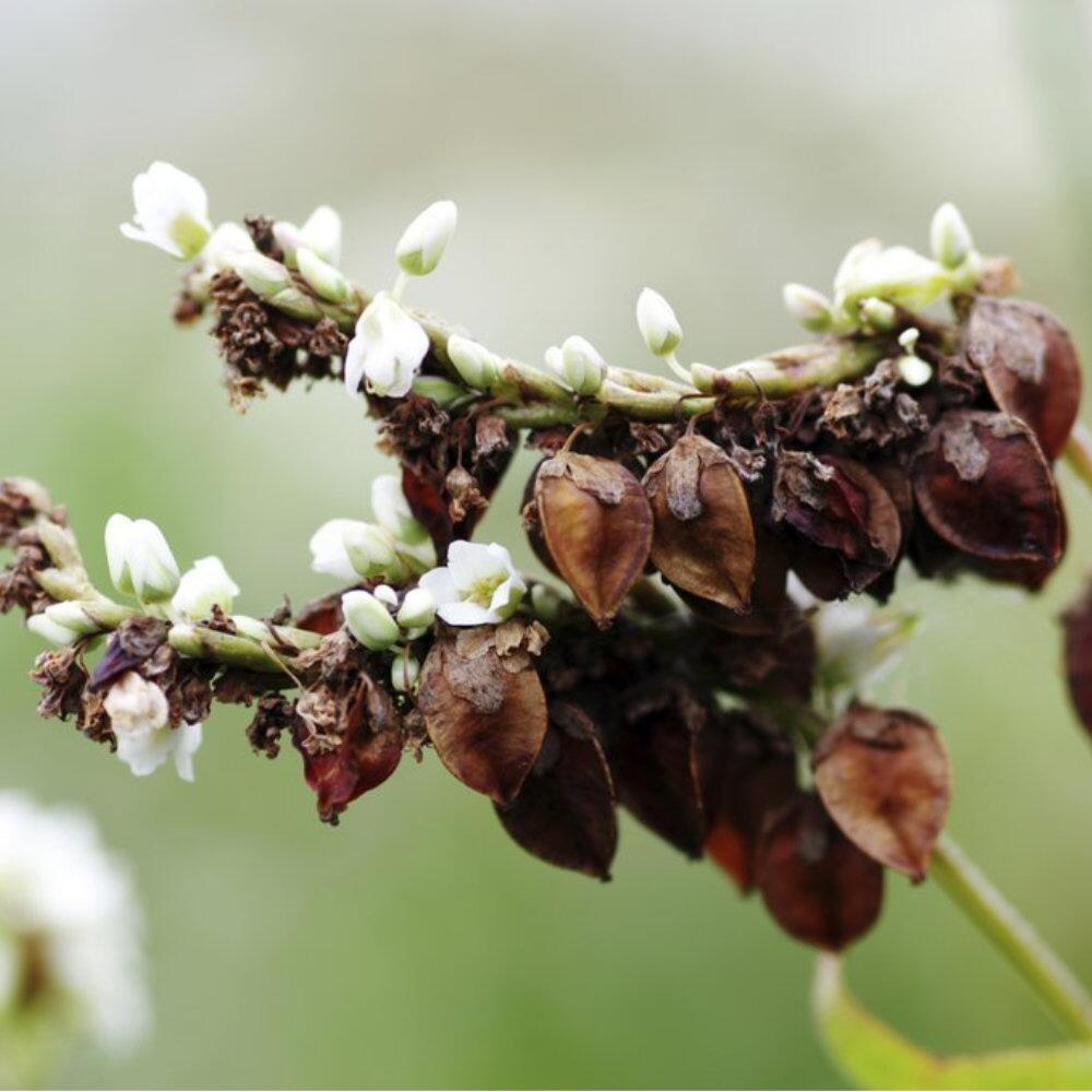 Buckwheat plant with seeds