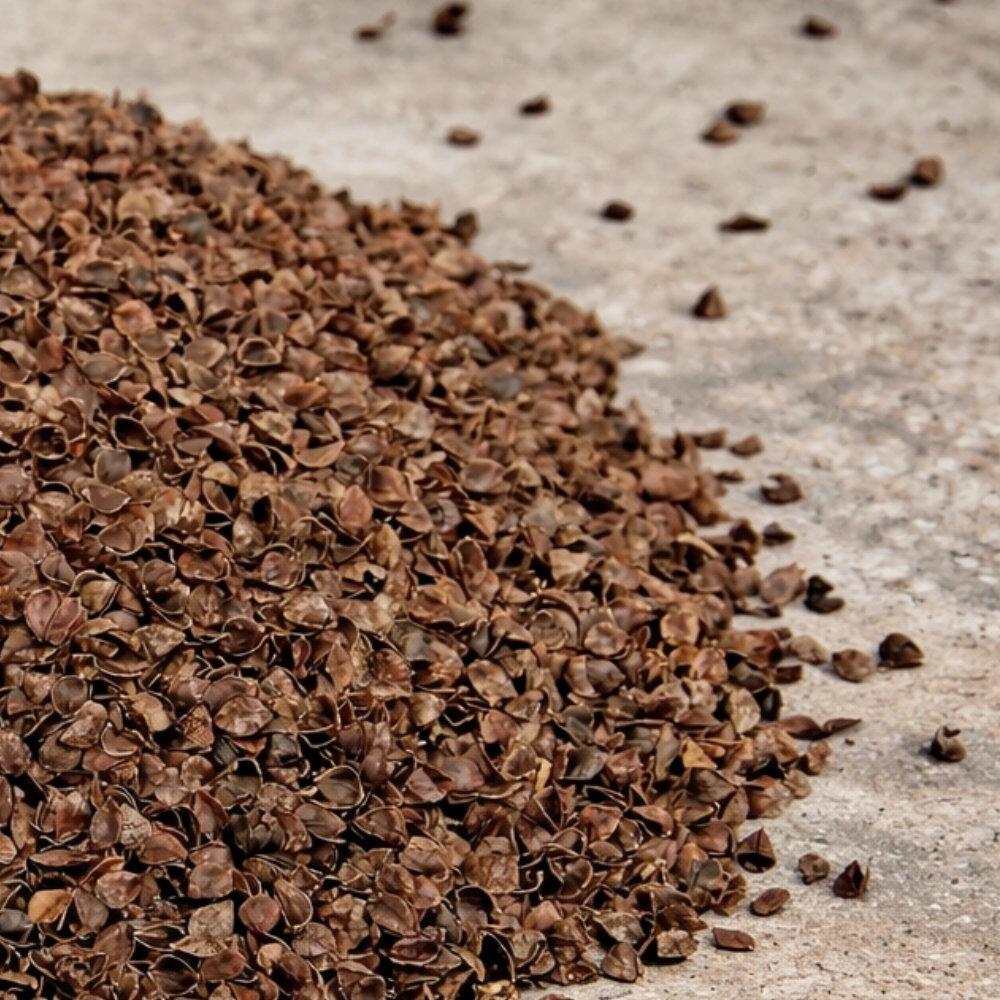 Natural buckwheat hulls scattered on floor