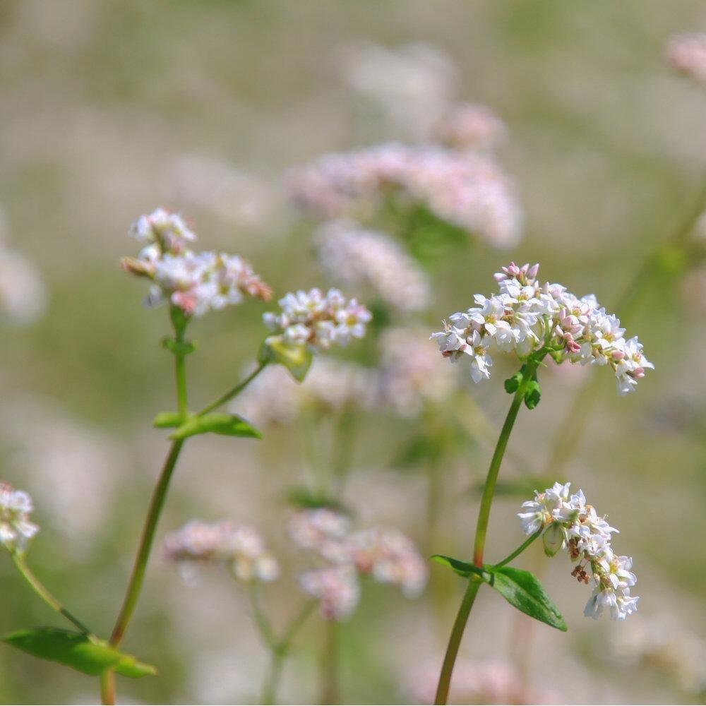 Buckwheat flowers growing in a field