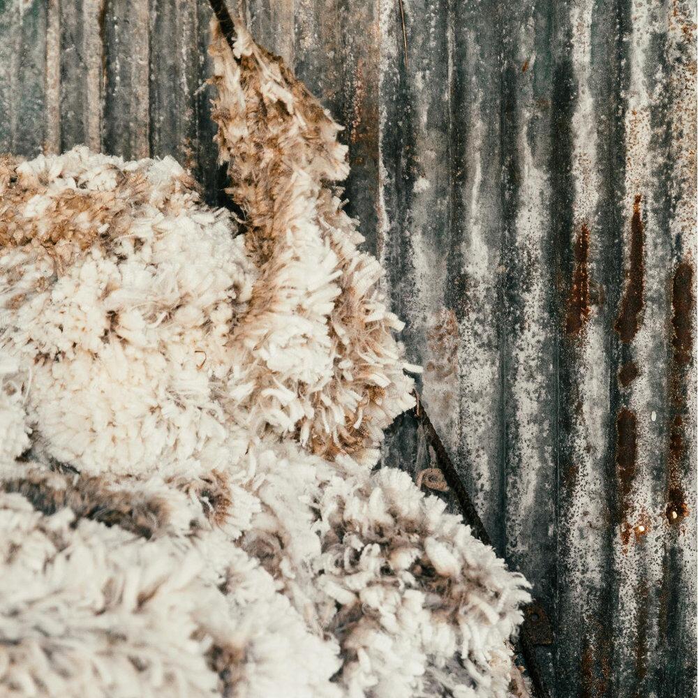 Pile of freshly shorn sheep fleece