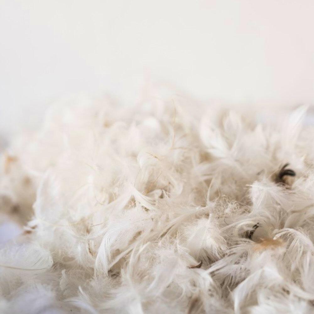 Close-up of duck feather filling