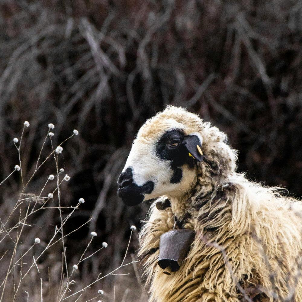 Sheep in a field showing the natural wool source