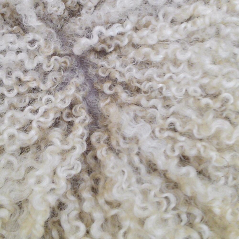 Parted Bluefaced Leicester sheep fleece showing natural crimp